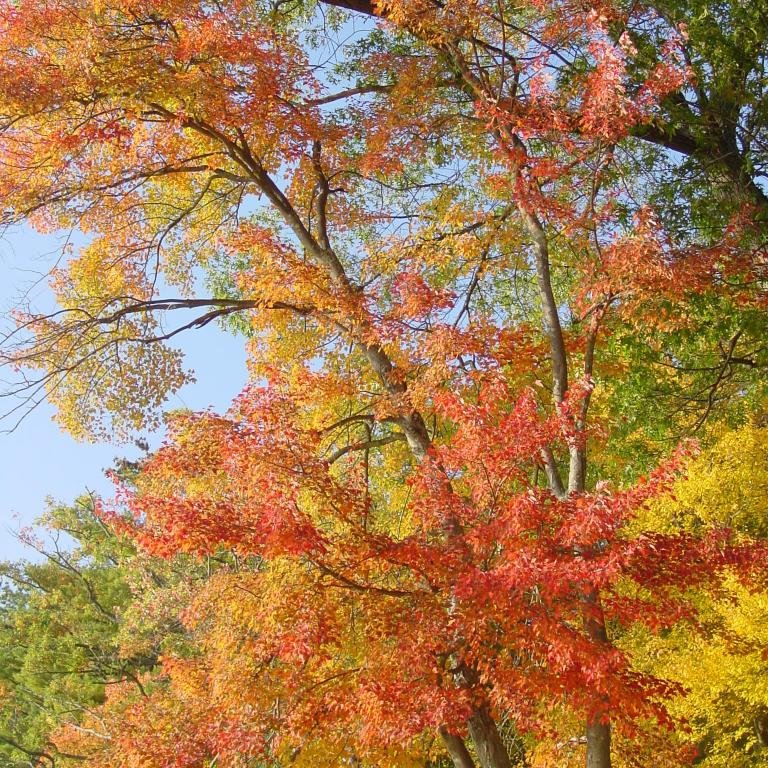 New England Foliage Central is your one-stop source for comprehensive coverage of fall in the Northeast.