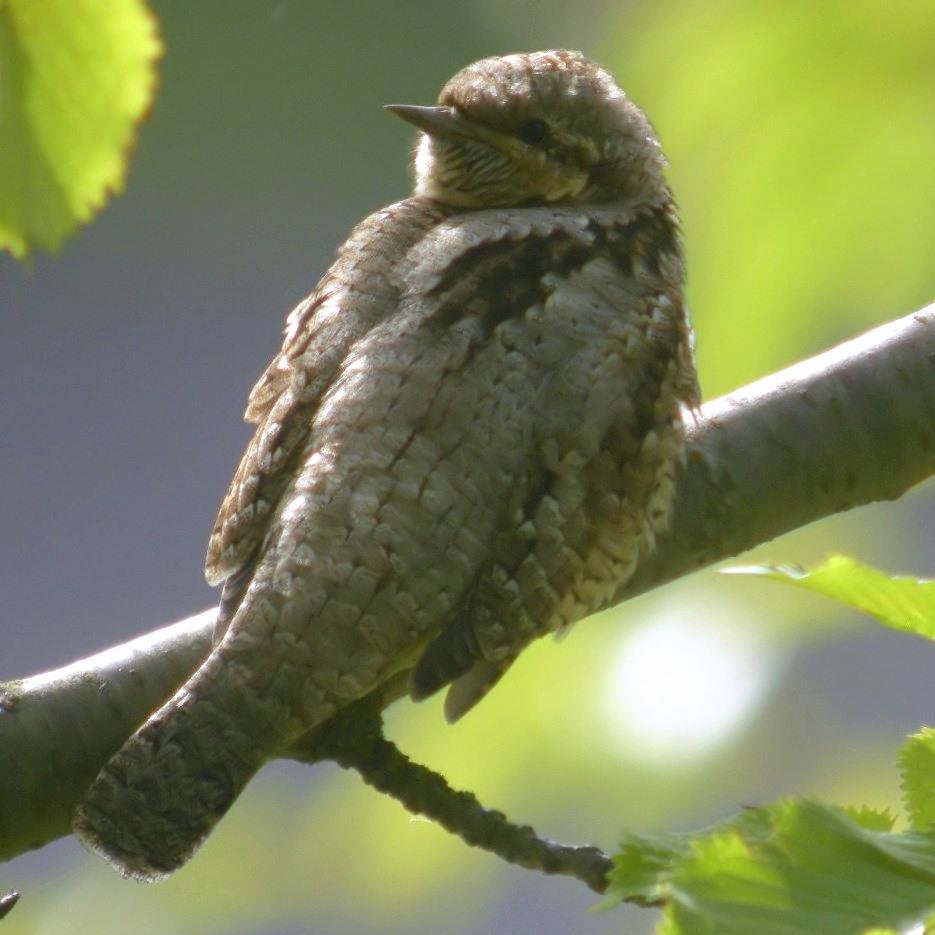 Birds and wildlife of Doncaster and surrounding habitat