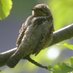 Donnybirding (@donnybirding) Twitter profile photo Donnybirding (@donnybirding) Twitter profile photo