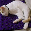 Life In The Cat Lane - @lifenthecatlane - Twitter