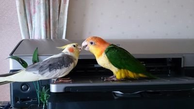 jurichan25's profile picture. オカメインコとシロハラインコの専属マッサージ師として日々精進しております。マッサージヨウムも加わりました。
