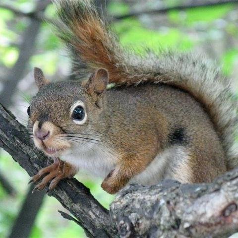 Aeolsharfe's profile picture. 