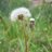 cantilop's profile image