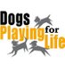 DogsPlayingForLife! (@dogsplayforlife) Twitter profile photo