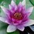 PWaterlily's profile image
