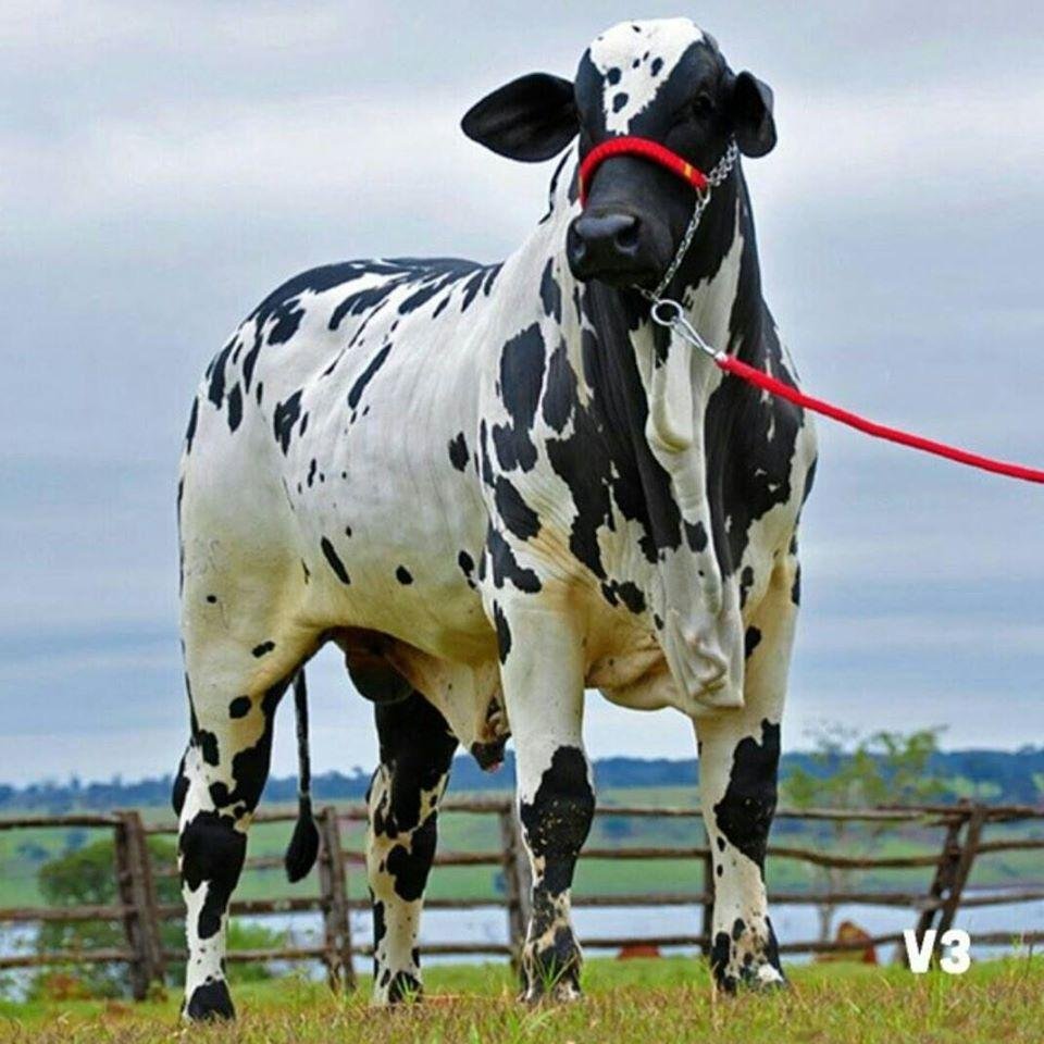Consultores en Gestión Productiva, Salud y Bienestar Animal. ReInnovación y Optimización Medioambiental y Agrodesarrolo Sustentable Animal y Vegetal.