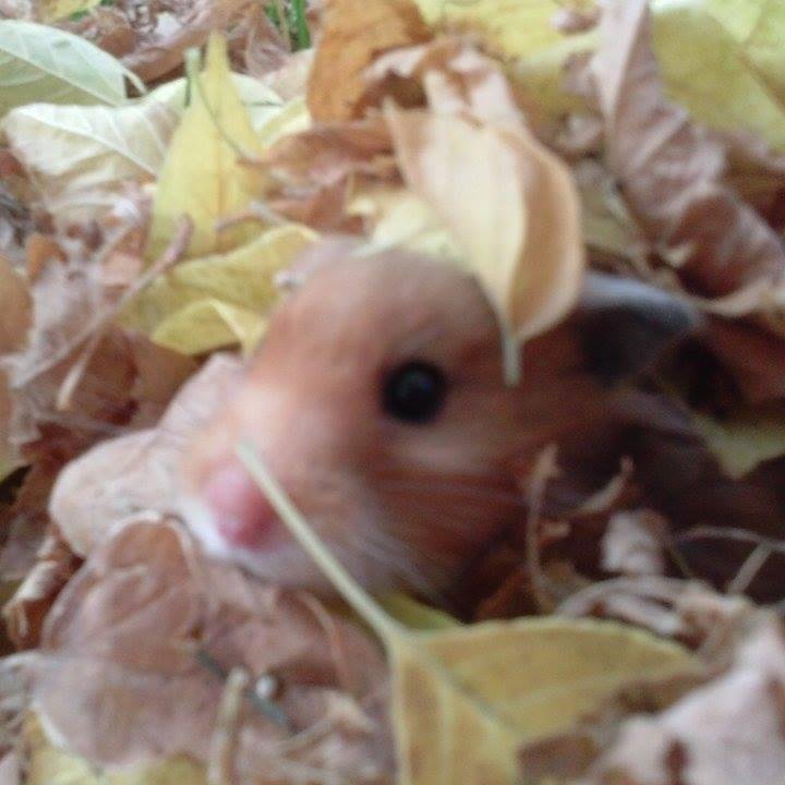 OfficialMegaMoo's profile picture. I am a 14 year old Canadian youtuber.I give hamster advice and care! I feature other animals Such as my cat,and dog. Any questions?Ask my youtube @SuperHammy