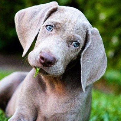 Your daily dose of weimaraner love!