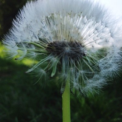 d_albinger's profile picture. Co-director and performer at Ladyfinger, lover of Archives Fine Books and retreat facilitator at Spirit of Woman.