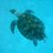 SteveHillier1's profile image