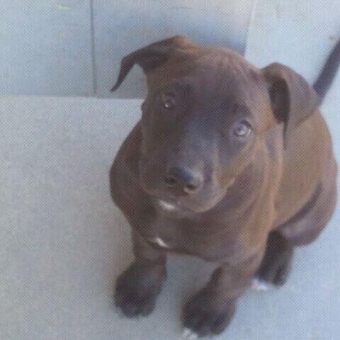 Bluesnake1D's profile picture. 