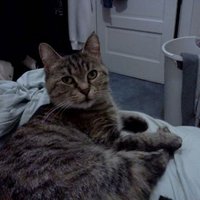 Darby Sagala (@pluginco) 's Twitter Profile