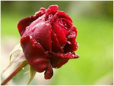 b4f02060aab54b9's profile picture. اللهم صلي على محمد وال محمد