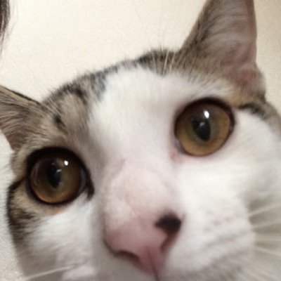 Thebigblue_Yo's profile picture. 