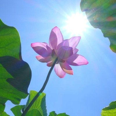 MinakoEx's profile picture. 生きる道を選択する。より良く生きる選択をする。より強く、優しく、楽しく生きる明日を選択する。出来るコトよりやりたいコト。ローマは一日にしてならぬけれども千里の道も一歩から。 わたしが食べるモノでわたしの身体は出来ている。毎日の小さな幸せがわたしの心を育んでいく。#筋強直性ジストロフィー