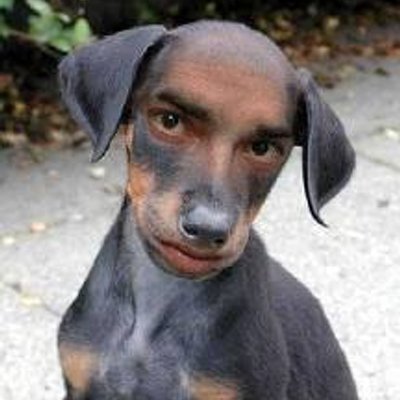 Media Tweets By Anjing Twtanjing Twitter