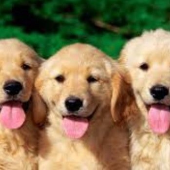 We love it when people bring us treats and pet us!