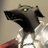 rugi81's profile image
