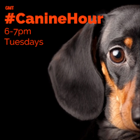 caninehour (@caninehour) 's Twitter Profile