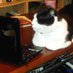 Mr Bumpy SFO (@mrbumpycat) Twitter profile photo