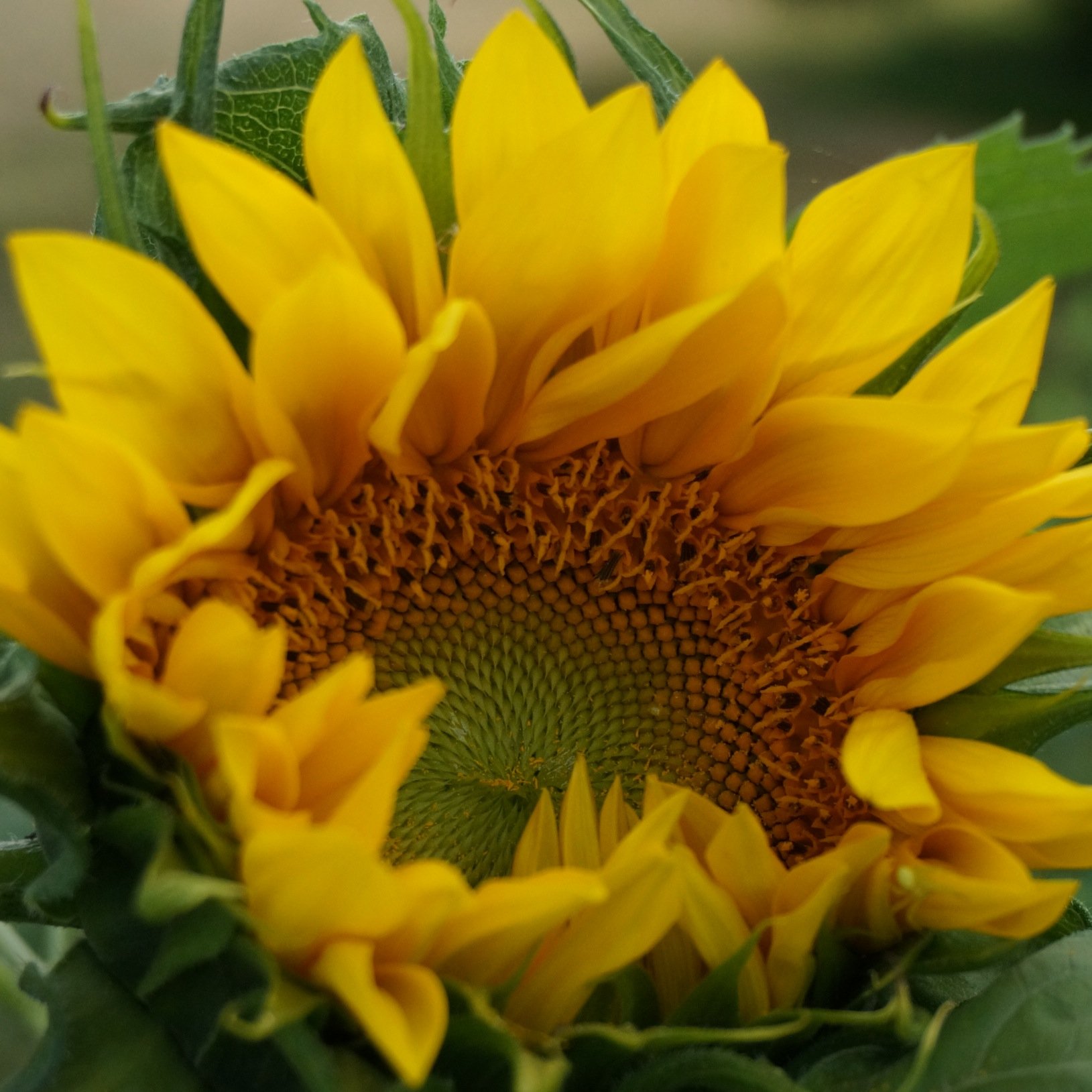 hmalapanis's profile picture. I'm a temporarily staying-at-home mom of two living in Oregon, learning all over again (after 15 years of city life) how to garden, harvest, and put up food.