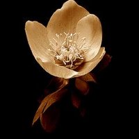 shamsa_.93 (@marfa_alraheel) 's Twitter Profile