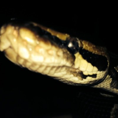 Pickle_Pirate's profile picture. 