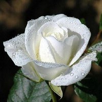 White Rose (@rosewhiterose12) 's Twitter Profile