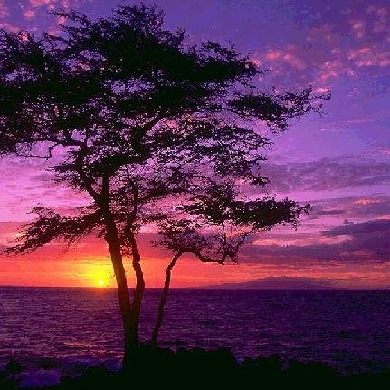 sabnam_s's profile picture. 