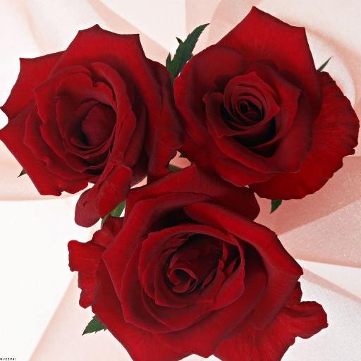 kvitkakharkiv's profile picture. Продажа цветов с бесплатной доставкой по Харькову и пригороду.