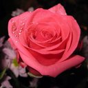 Rouri-11 (@11Rouri) Twitter
