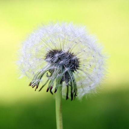 newideas44424's profile picture. Hello everyone this is Ahsan. I love thinking of new ideas, saying yes, researching, love nature, love thanking for everything I have been given in this world.