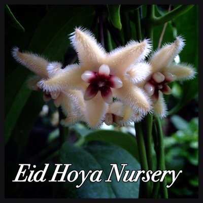 Eid Hoya is one of Thailand's leading Hoya wholesale suppliers! Chatuchak Market Section 4 on Tues evening thru Wed!