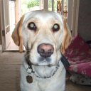 diane stephen - @dianethrelfall - Twitter