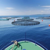 IFM Aquaculture (@farm_more_fish) 's Twitter Profile