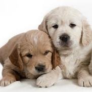 AdoptaCachorros's profile picture. Difundimos y ayudamos en la adopcion de cachorros.