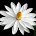 Poireilel Poireipak (@646629bfef8b48d) Twitter profile photo