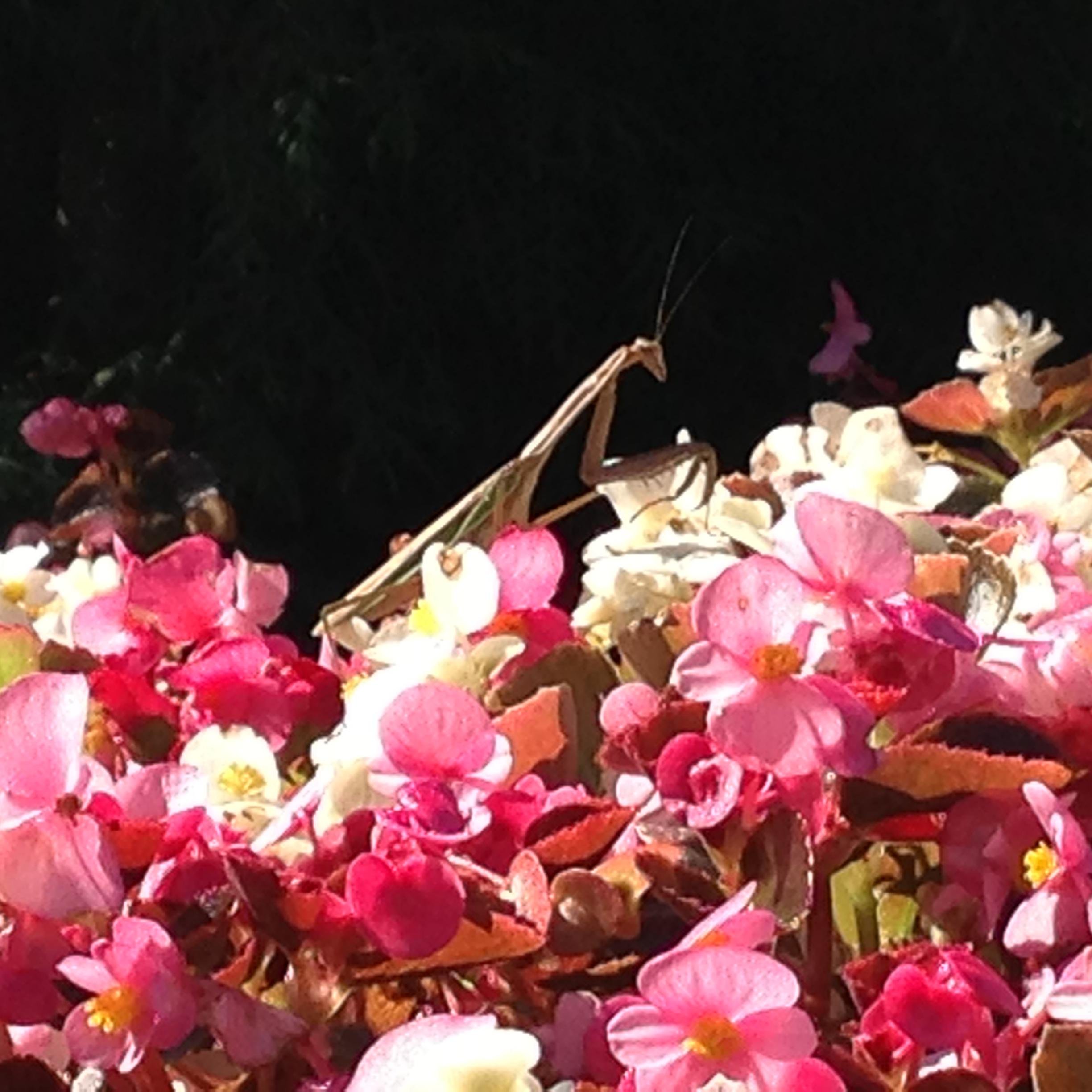 NagarooBanzai's profile picture. Erin go Bragh.  Éljen Magyarország.