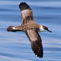 Dave Appleton (@applewildlife) 's Twitter Profile Photo Dave Appleton (@applewildlife) 's Twitter Profile Photo