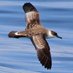 Dave Appleton (@applewildlife) Twitter profile photo Dave Appleton (@applewildlife) Twitter profile photo