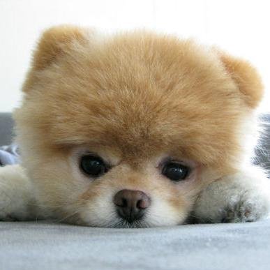 hitasura_dog's profile picture. ひたすら犬の画像をつぶやいていきます！犬好きな方は是非フォローしてください！