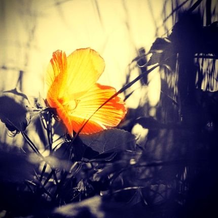 wfbyrd_byrd's profile picture. 