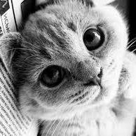 tvojkotik99's profile picture. 