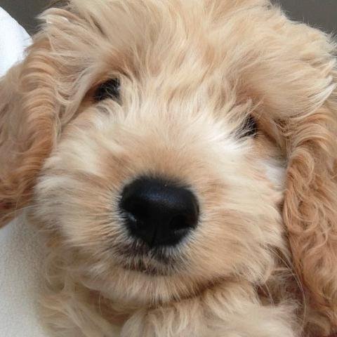 The best Cockerpoo in the world EVER!