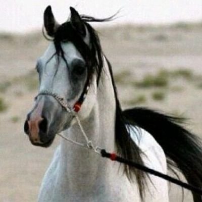 ‏شكرا على المتابعه