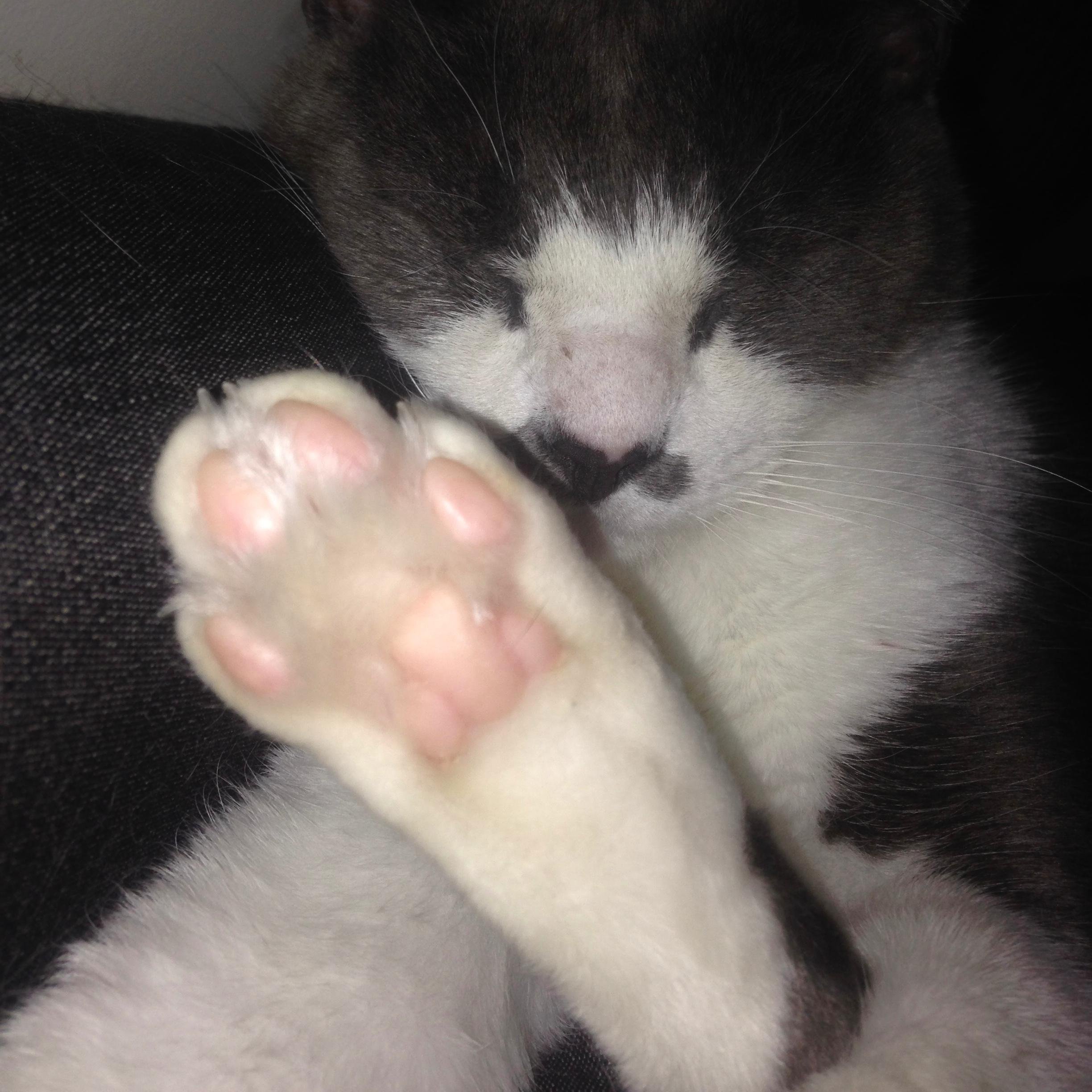 Theo_from_BK's profile picture. just a cat from brooklyn.