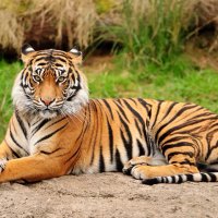 Arcata High (@arcatahs) 's Twitter Profile