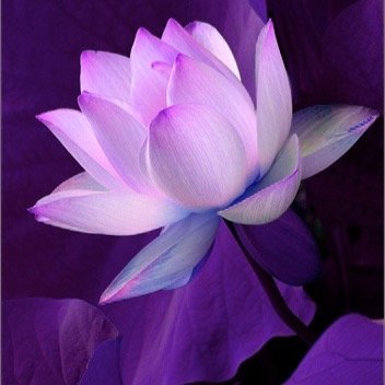 Living from my Inner Spirit.......