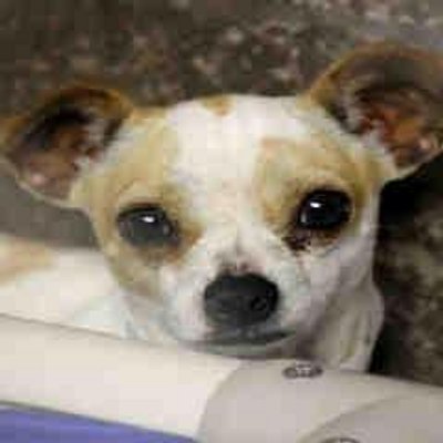 CutePetsMesa's profile image