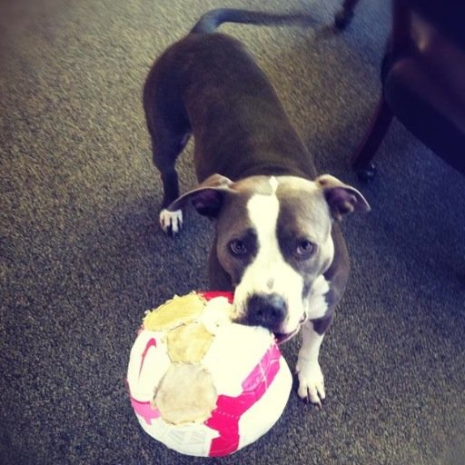 Inbound marketing connoisseur. Pitbull mommy. Lover of all things awesome.
